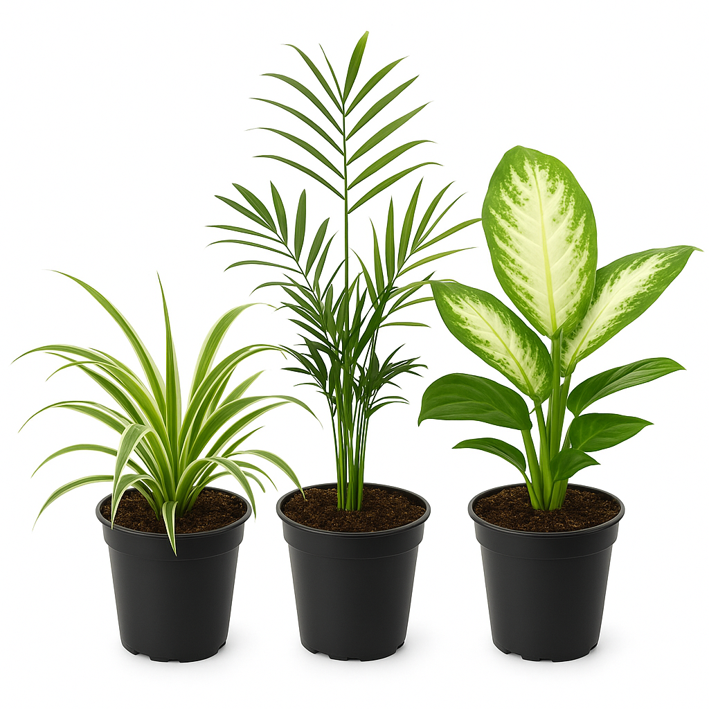 Luftreinigungstrio – 3 Zimmerpflanzen: Grünlilie, Bergpalme & Dieffenbachia – Natürliches Luftreinigungssystem für Zuhause & Büro – Pflegeleicht & dekorativ – Für sonnige bis halbschattige Standorte 