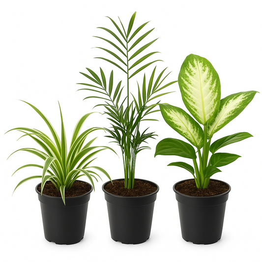 Luftreinigungstrio – 3 Zimmerpflanzen: Grünlilie, Bergpalme & Dieffenbachia – Natürliches Luftreinigungssystem für Zuhause & Büro – Pflegeleicht & dekorativ – Für sonnige bis halbschattige Standorte 