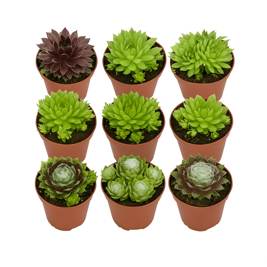 Hauswurz (Sempervivum) – 12er Set gemischt – winterharte Sukkulenten für Garten, Steingarten & Dachbegrünung – pflegeleicht, trockenheitsresistent & ideal für sonnige Standorte 
