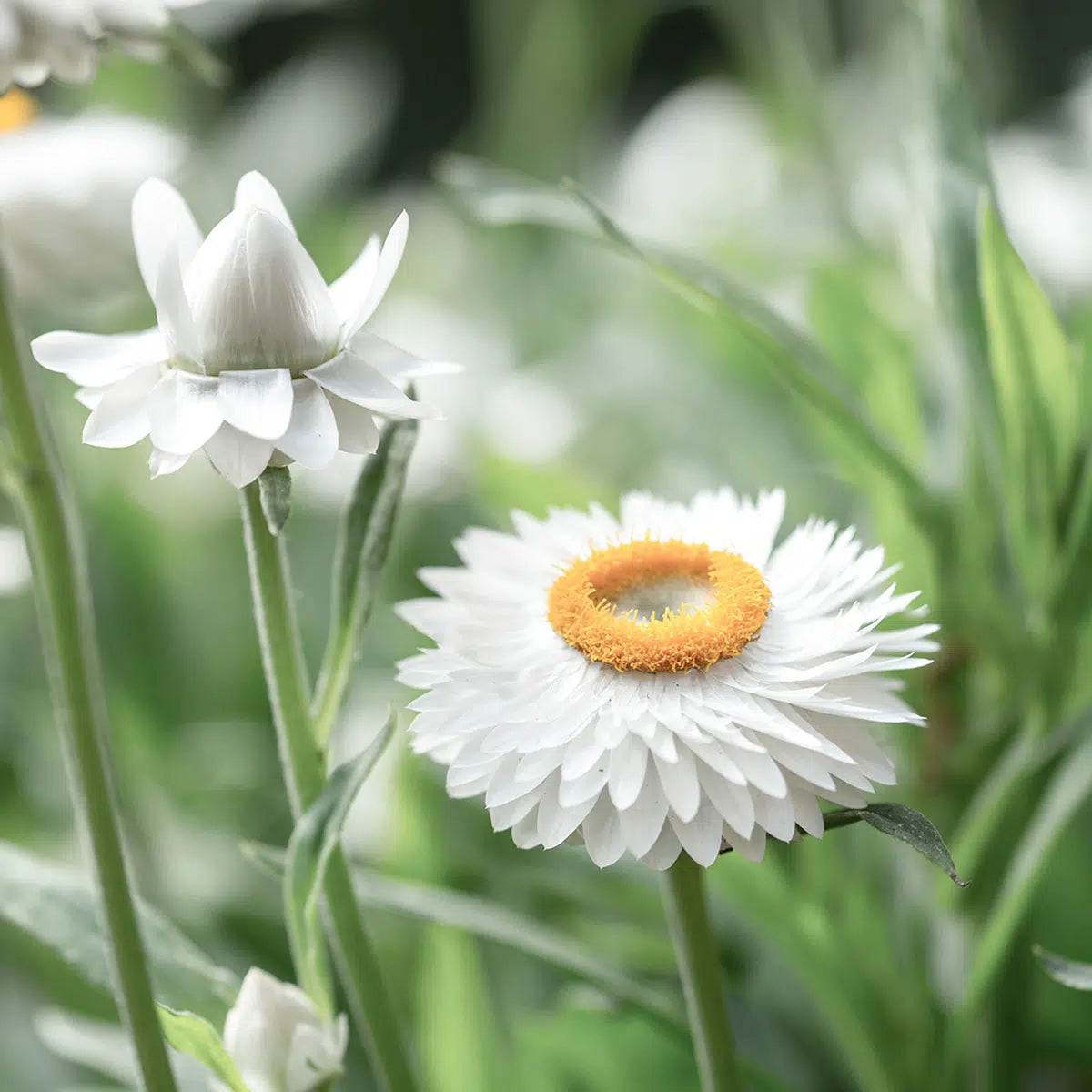 Helichrysum bracteatum White Samen – Strohblume Weiß Orange – 50 Korn – Schnitt- & Trockenblume – Farbtreu beim Trocknen – Sommerblüher für Garten & Beet – Wuchshöhe bis 90cm 