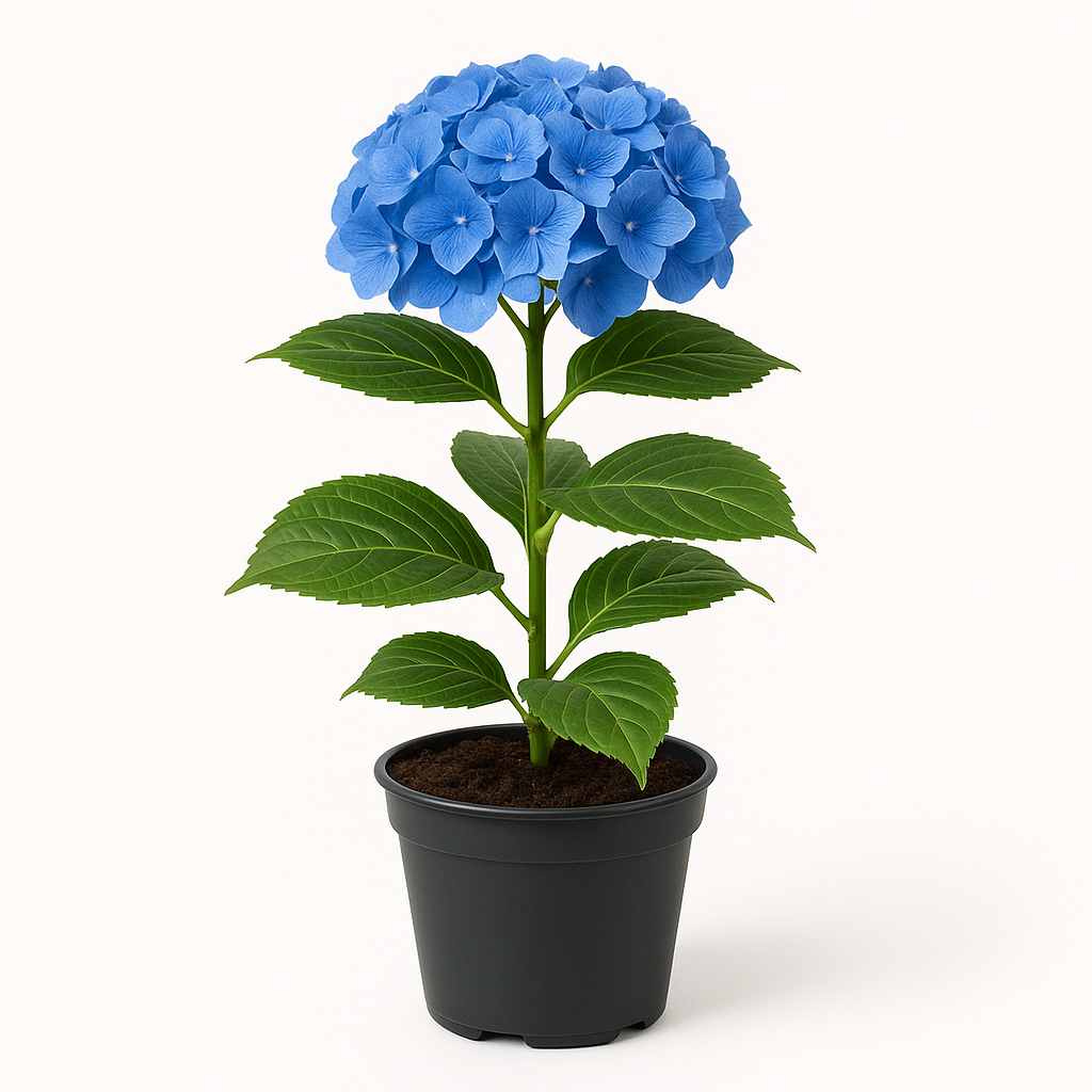 Hortensie Blau – ca. 35cm – Blühfreudige Garten- & Kübelpflanze – Winterhart & pflegeleicht – Für Beet, Balkon & Terrasse – Kräftige Farbe durch sonnigen Standort 