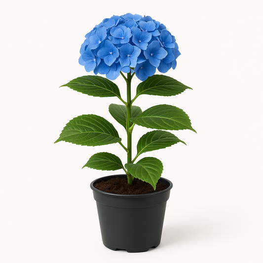 Hortensie Blau – ca. 35cm – Blühfreudige Garten- & Kübelpflanze – Winterhart & pflegeleicht – Für Beet, Balkon & Terrasse – Kräftige Farbe durch sonnigen Standort 