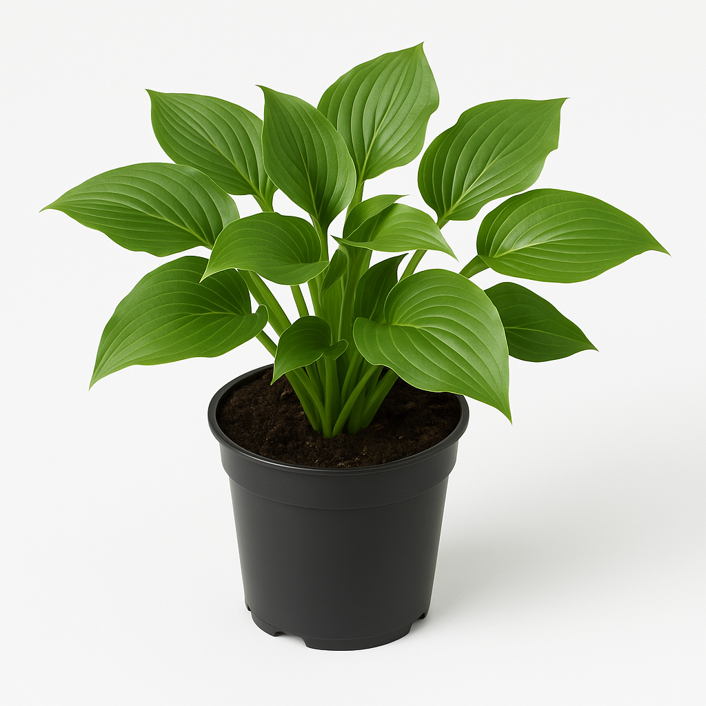 Hosta (Funkie) – 2er Set winterharte Staudenpflanzen – Bienenfreundlich & pflegeleicht – Für Halbschatten & Schatten – Blüte August–September – Dicht wachsend & langlebig 