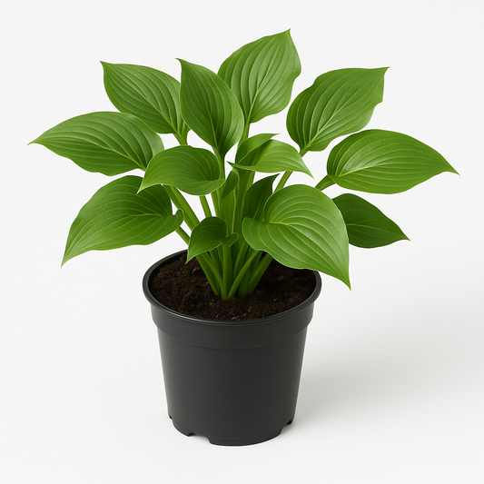 Hosta (Funkie) – 2er Set winterharte Staudenpflanzen – Bienenfreundlich & pflegeleicht – Für Halbschatten & Schatten – Blüte August–September – Dicht wachsend & langlebig 