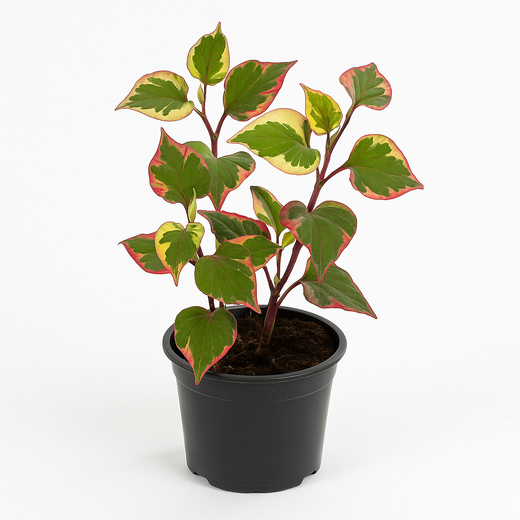 Houttuynia cordata (Eidechsenschwanz / Chamäleonpflanze) – buntlaubige Staude 30–50cm – schnellwüchsig, teichgeeignet & dekorativ für Garten, Teichrand & Steingarten 