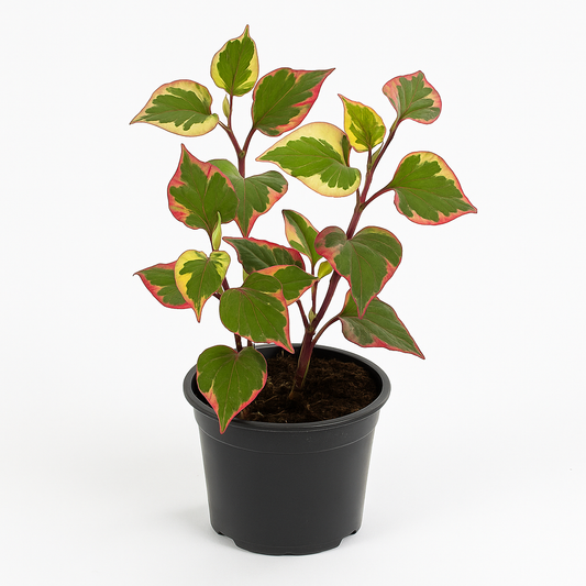 Houttuynia cordata (Eidechsenschwanz / Chamäleonpflanze) – buntlaubige Staude 30–50cm – schnellwüchsig, teichgeeignet & dekorativ für Garten, Teichrand & Steingarten 