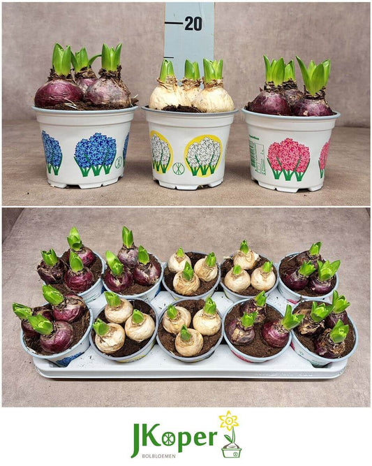 Hyazinthe im Topf Gem Mix – Hyacinthus orientalis – 12cm – 3 Zwiebeln pro Topf – 10 Pflanzen 