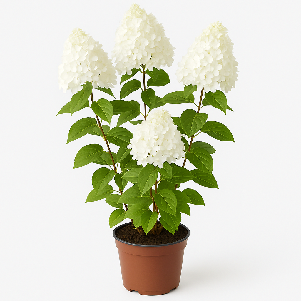 Hydrangea paniculata – weiße Rispenhortensie – winterharte, buschige Gartenpflanze für halbschattige Standorte – Blüte Juli–Oktober, pflegeleicht & schnittverträglich 