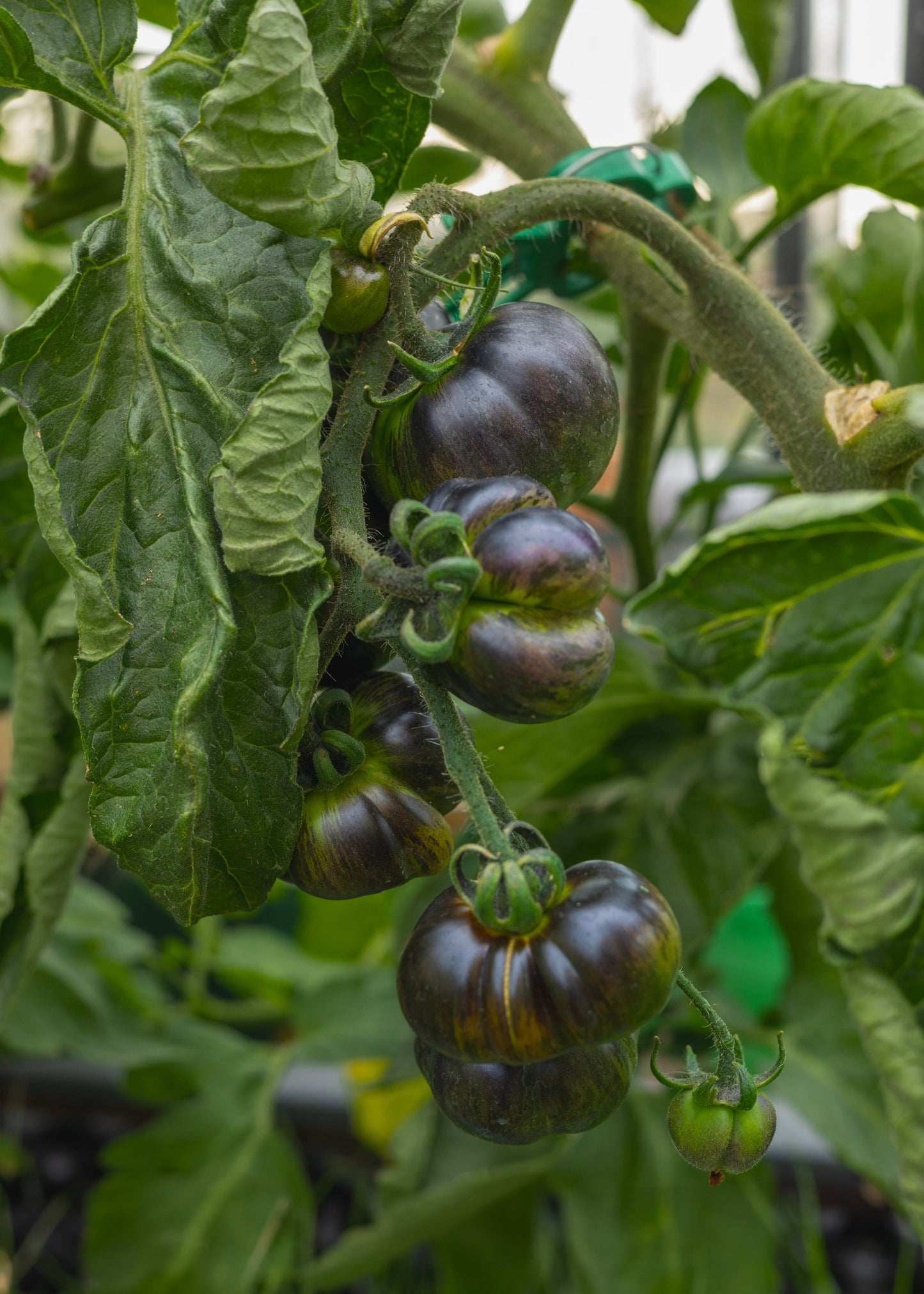 Blue Green Zebra Tomatensamen – Blau grün gestreifte Gourmet Tomate – 10 Samen für Garten Balkon & Gewächshaus – Ziersorte mit außergewöhnlicher Optik