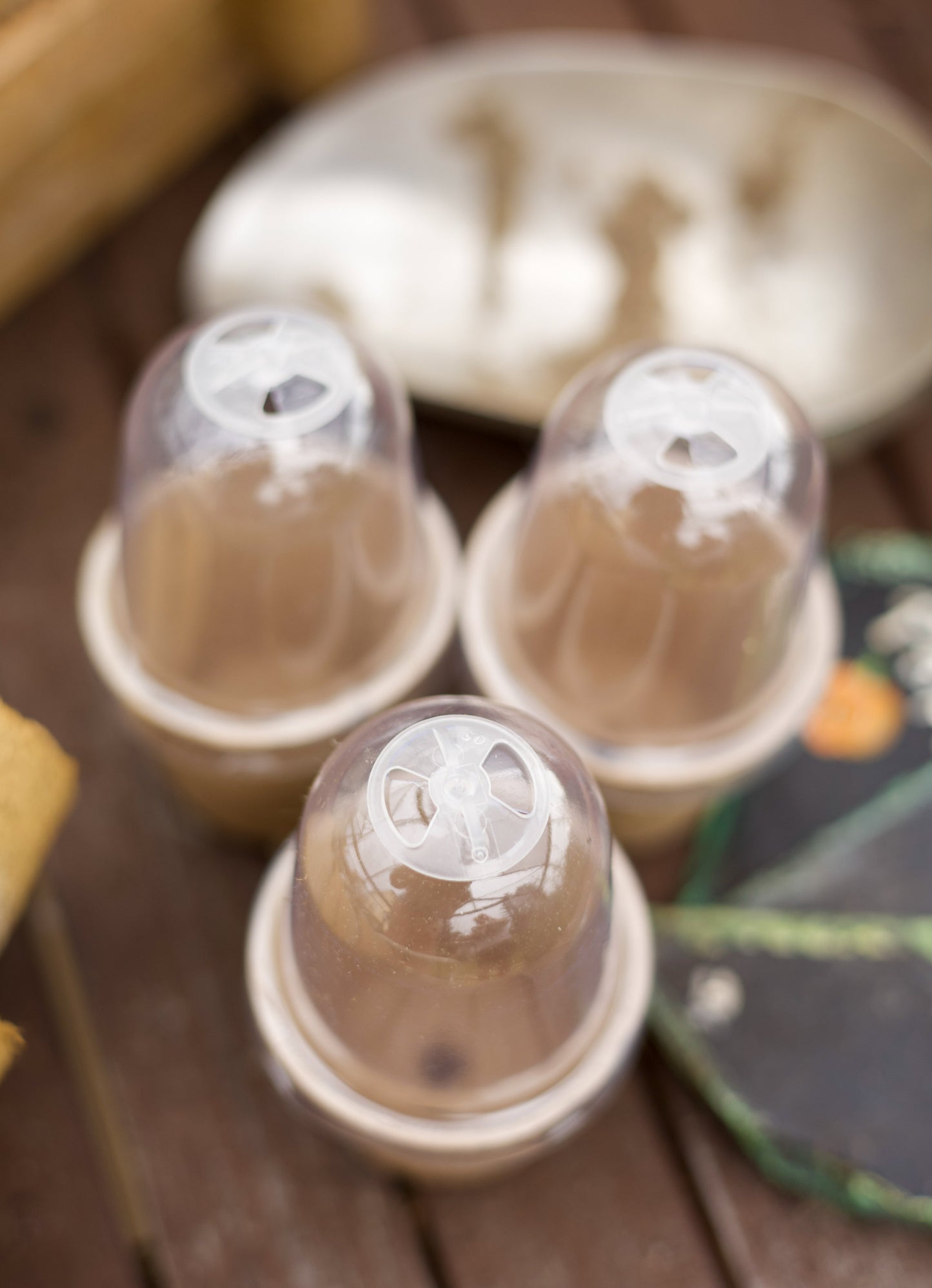 Kompostierbarer Anzuchttopf mit Belüftung & Deckel – 6cm Bio Anzuchttopf für Gemüse, Kräuter & Setzlinge – 100% abbaubar mit Drainageloch