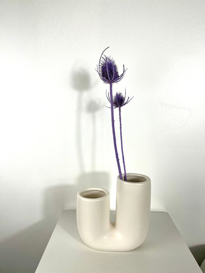 Getrocknete Distel - Cardi 