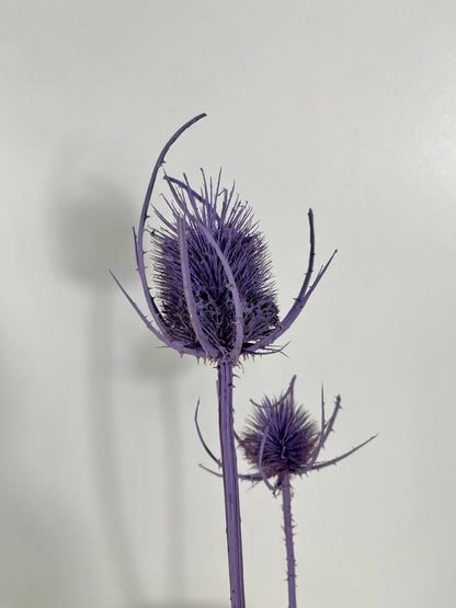 Getrocknete Distel - Cardi 