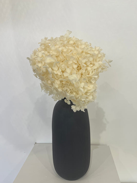 Rispenhortensie: Zeitlose Schönheit, konservierte Hortensien als perfekte Dekoration 