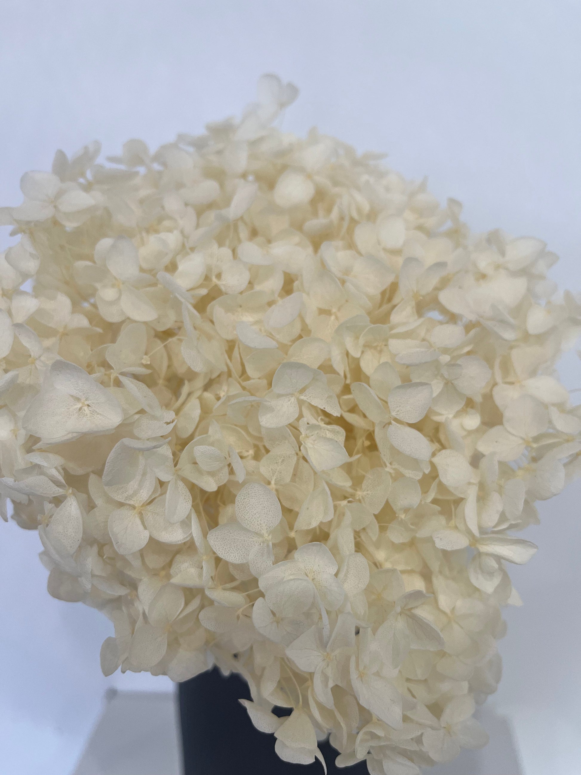 Rispenhortensie: Zeitlose Schönheit, konservierte Hortensien als perfekte Dekoration 