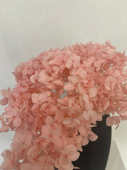 Rispenhortensie: Zeitlose Schönheit, konservierte Hortensien als perfekte Dekoration 