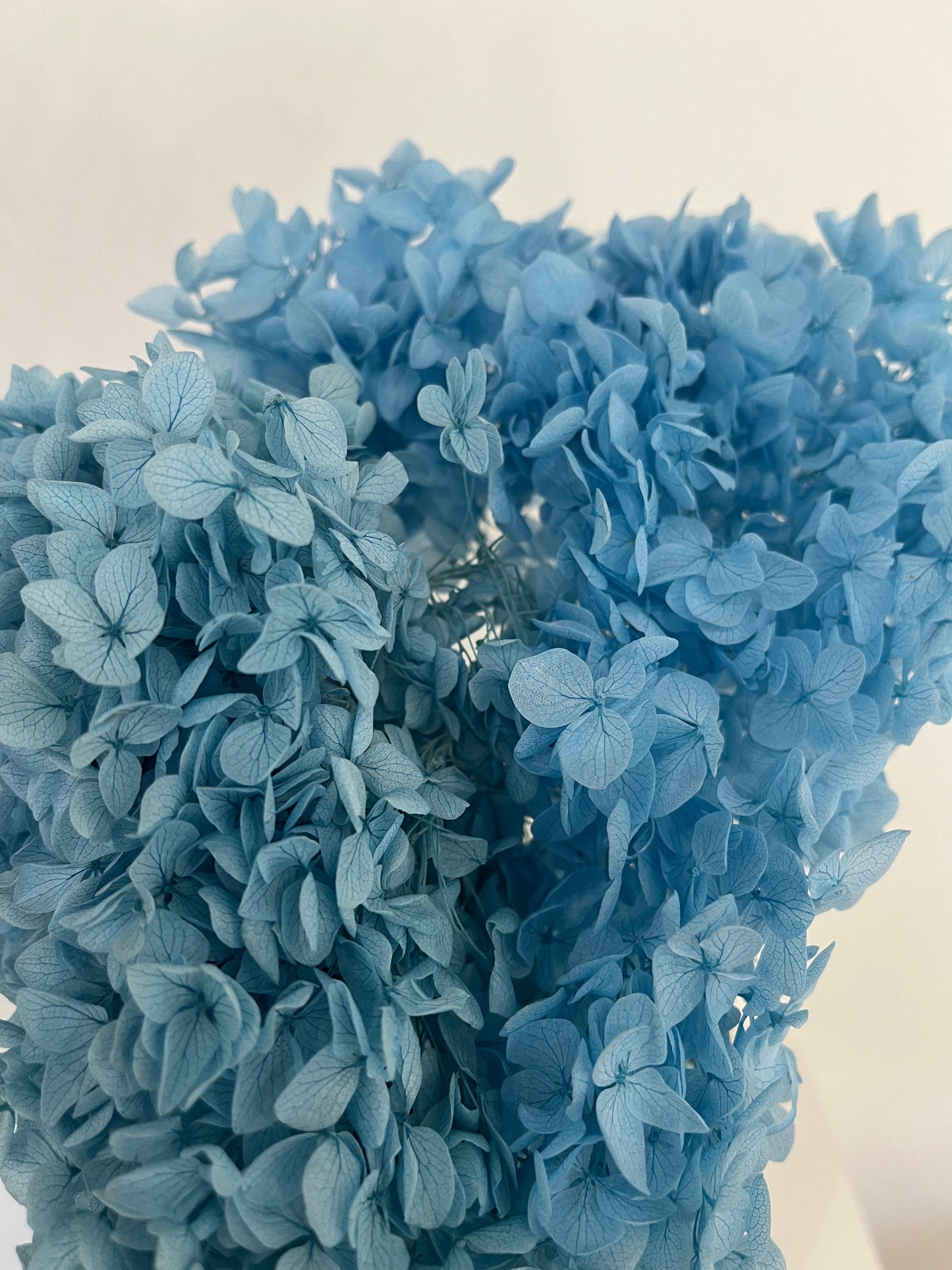 Rispenhortensie: Zeitlose Schönheit, konservierte Hortensien als perfekte Dekoration 
