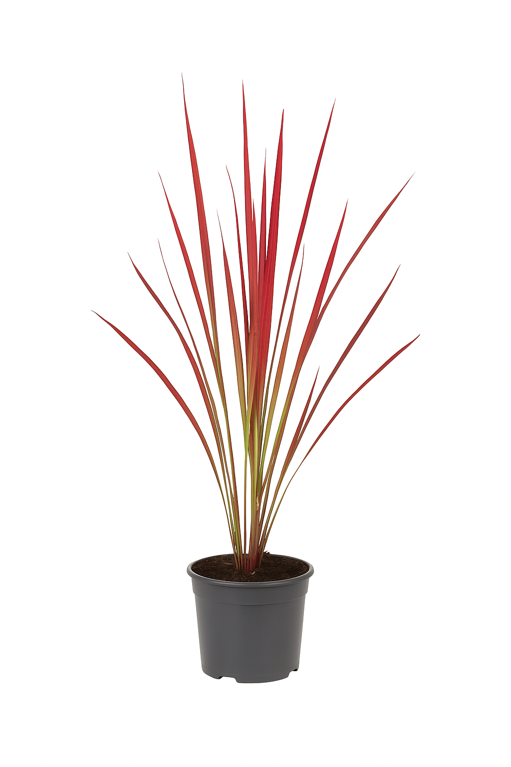 Imperata cylindrica ‘Red Baron’ – Japanisches Blutgras – auffälliges Ziergras mit roten Blattspitzen – für Beet, Kübel & Steingarten – bedingt winterhart & pflegeleicht 