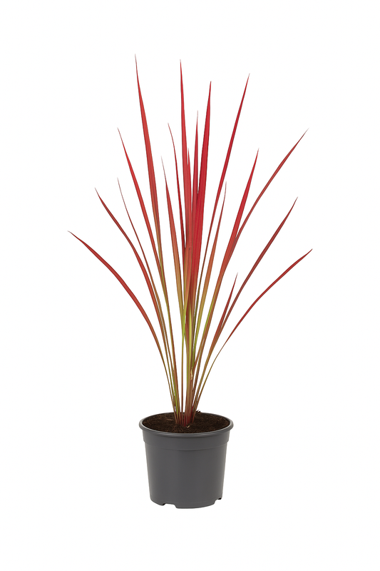 Imperata cylindrica ‘Red Baron’ – Japanisches Blutgras – auffälliges Ziergras mit roten Blattspitzen – für Beet, Kübel & Steingarten – bedingt winterhart & pflegeleicht 