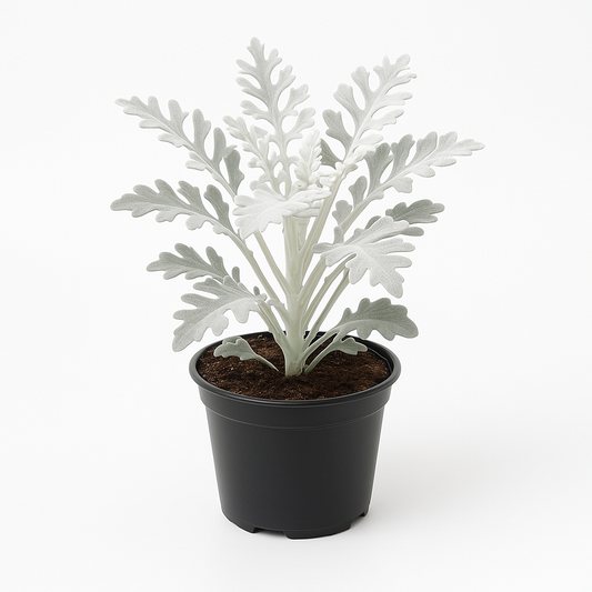 Silberblatt (Jacobaea maritima syn. Senecio cineraria) – 3er Set – Weißfilziges Greiskraut – Zierpflanze 40–60cm – Insektenfreundlich & pflegeleicht – Für Beet, Terrasse & Kübel – Sonnig bis halbschattig 