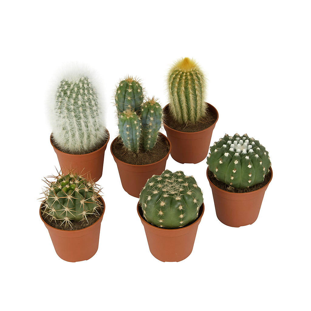 Kakteen Set – 6er Mix verschiedener Arten – pflegeleichte Sukkulenten für sonnige Standorte – ideale Zimmerpflanzen für Fensterbank, Büro & Wintergarten – robust & dekorativ 