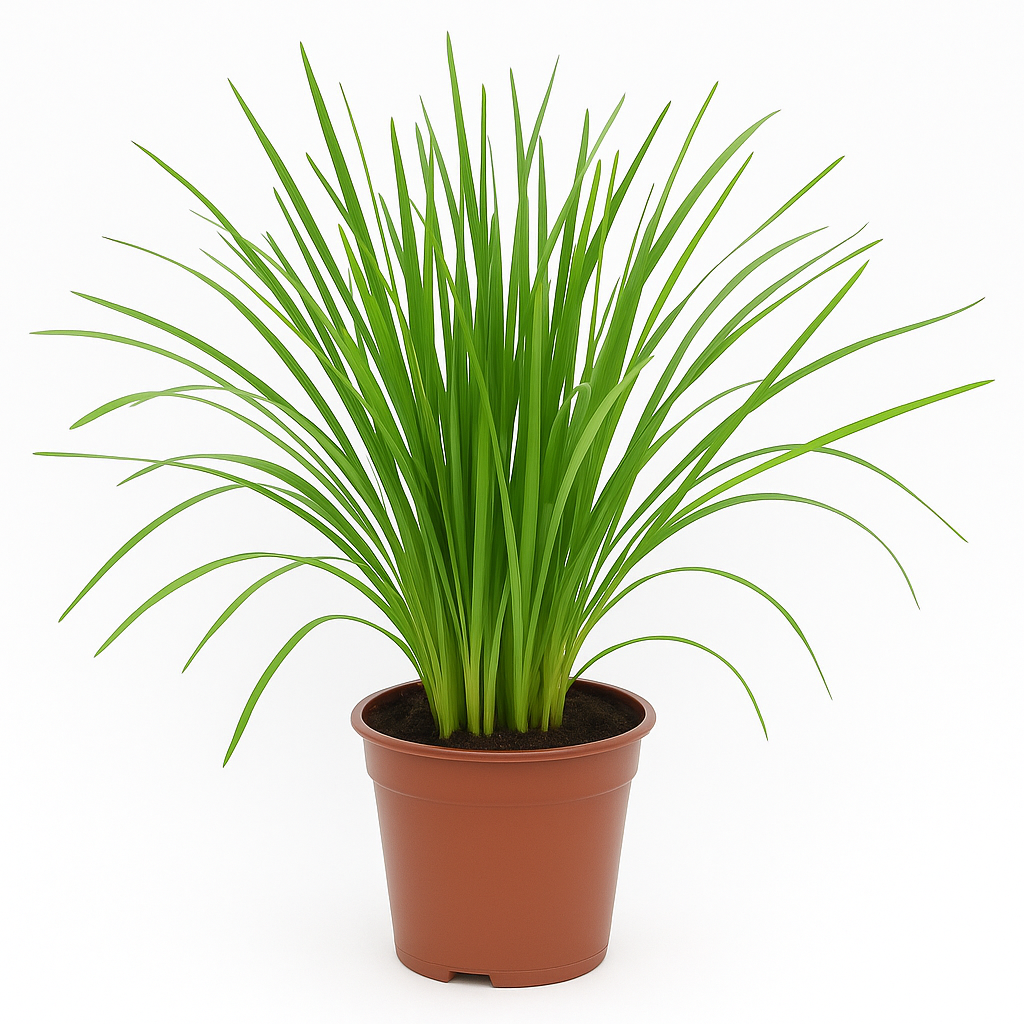 Katzengras (Cyperus zumula) – frisches, ungiftiges Katzengras zur Verdauungsunterstützung – natürliche Folsäurequelle für Wohnungskatzen 