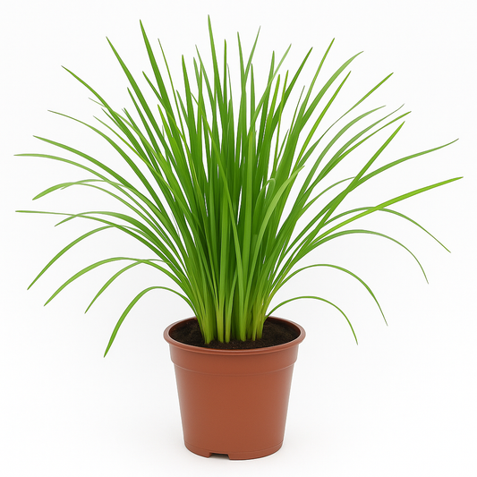 Katzengras (Cyperus zumula) – frisches, ungiftiges Katzengras zur Verdauungsunterstützung – natürliche Folsäurequelle für Wohnungskatzen 