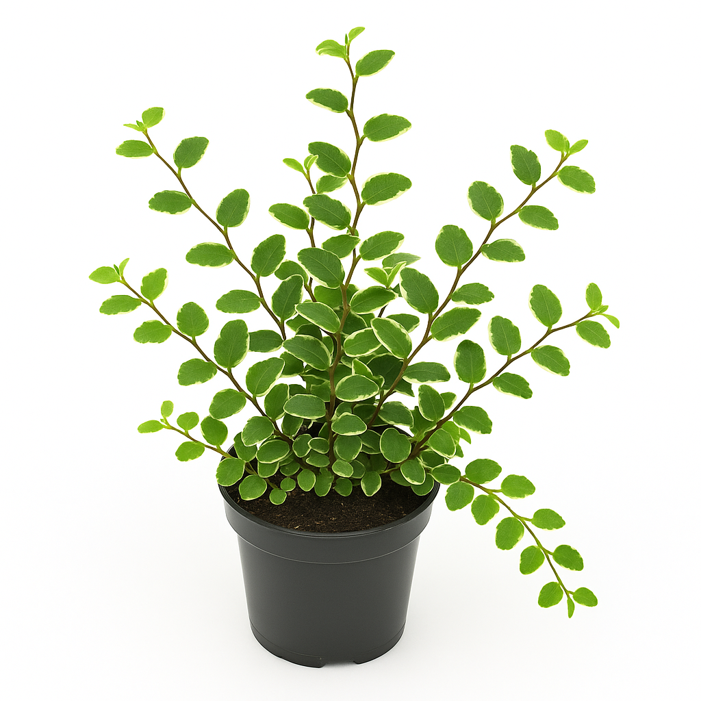 Kletterficus (Ficus pumila) – immergrüne Kletterfeige mit herzförmigen Blättern – robuste Zimmer- & Terrarienpflanze – selbsthaftend & pflegeleicht für helle Standorte 