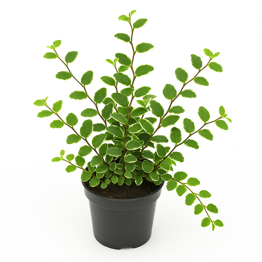 Kletterficus (Ficus pumila) – immergrüne Kletterfeige mit herzförmigen Blättern – robuste Zimmer- & Terrarienpflanze – selbsthaftend & pflegeleicht für helle Standorte 