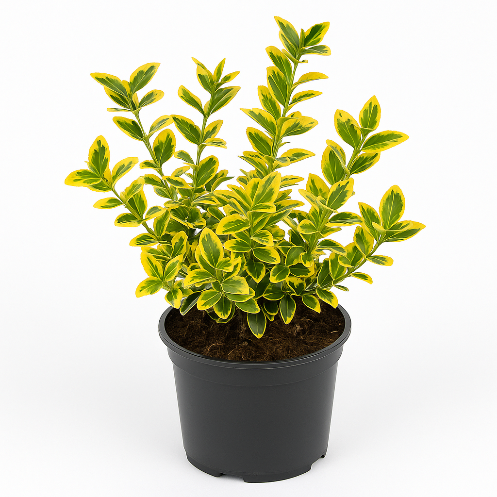 Kriechspindel Euonymus fortunei 'Emerald Gold' 3 Pflanzen – Winterharte Bodendeckerpflanze 9cm – Gelb-grünes Laub, Blüte Juni–Juli – Für Sonne bis Halbschatten – Pflegeleicht & robust 
