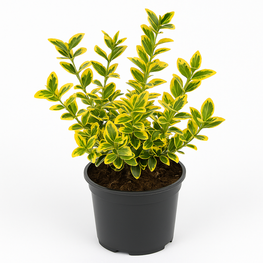 Kriechspindel Euonymus fortunei 'Emerald Gold' 3 Pflanzen – Winterharte Bodendeckerpflanze 9cm – Gelb-grünes Laub, Blüte Juni–Juli – Für Sonne bis Halbschatten – Pflegeleicht & robust 