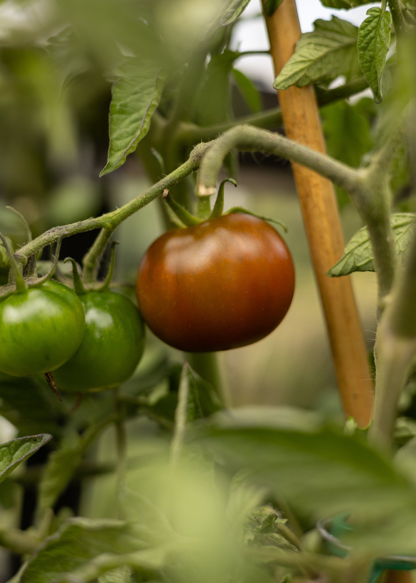 Kumato Tomatensamen – Dunkle Salattomate mit olivgrün bis rotbrauner Schale – 10 Samen – Aromatische Tomatenpflanzen für Garten, Gewächshaus & Topf