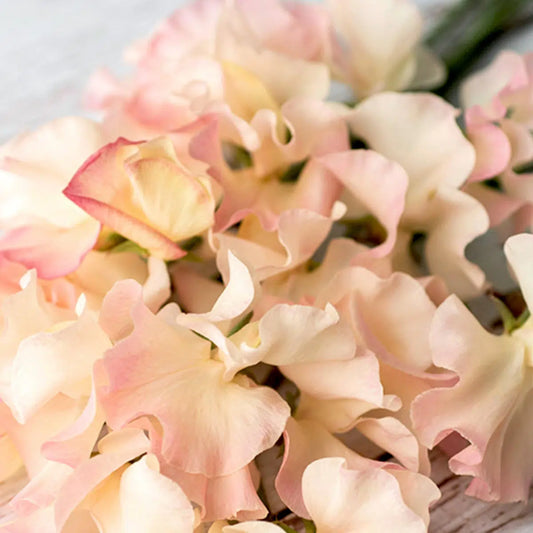 Lathyrus odoratus Mollie Rilstone Samen – Duftwicke Creme Rosa – 10 Korn – Preisgekrönte Sorte – Cool Flower – Kletterpflanze & Schnittblume – Garten & Rankhilfe – Wuchshöhe bis 200cm 