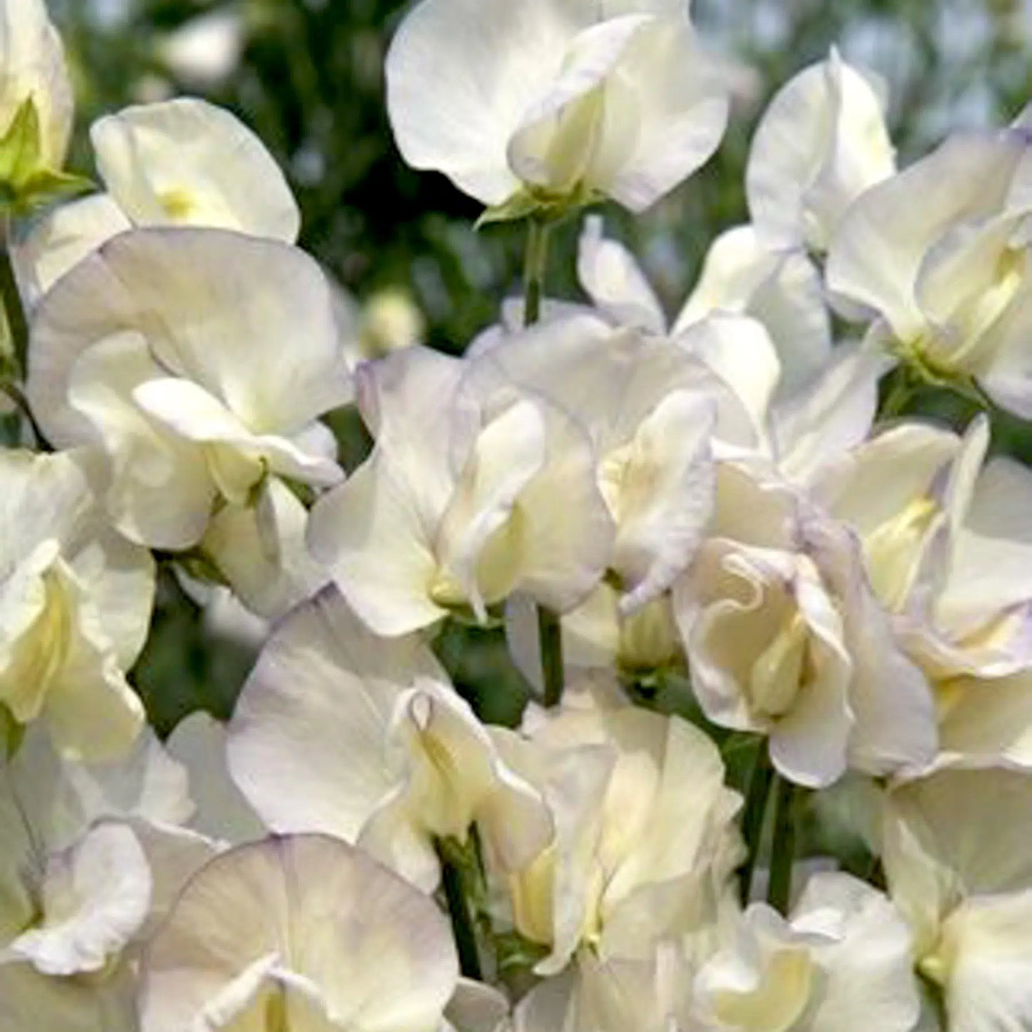 Lathyrus odoratus Spencer Old Times Samen – Duftwicke Creme Blau Violett – 10 Samen – Stark duftende Kletterpflanze – Cool Flower – Schnittblume für Garten & Rankhilfe – Wuchshöhe bis 200cm 