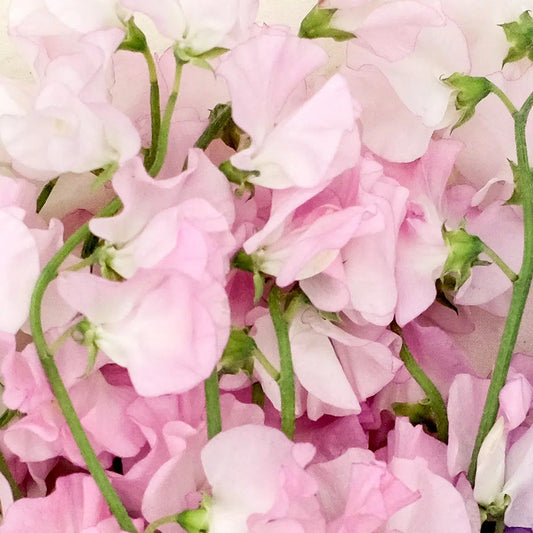 Lathyrus odoratus Spring Sunshine Champagne Samen – Duftwicke Weiß Rosa – 10 Korn – Frühblühende Kletterpflanze – Große Blüten – Schnittblume für Garten & Rankhilfe – Wuchshöhe bis 200cm 