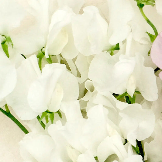 Lathyrus odoratus Spring Sunshine Cream Samen – Duftwicke Cremeweiß – 10 Korn – Frühblühende Kletterpflanze – Hohe Blütenproduktion – Schnittblume für Garten & Rankhilfe – Wuchshöhe bis 200cm 