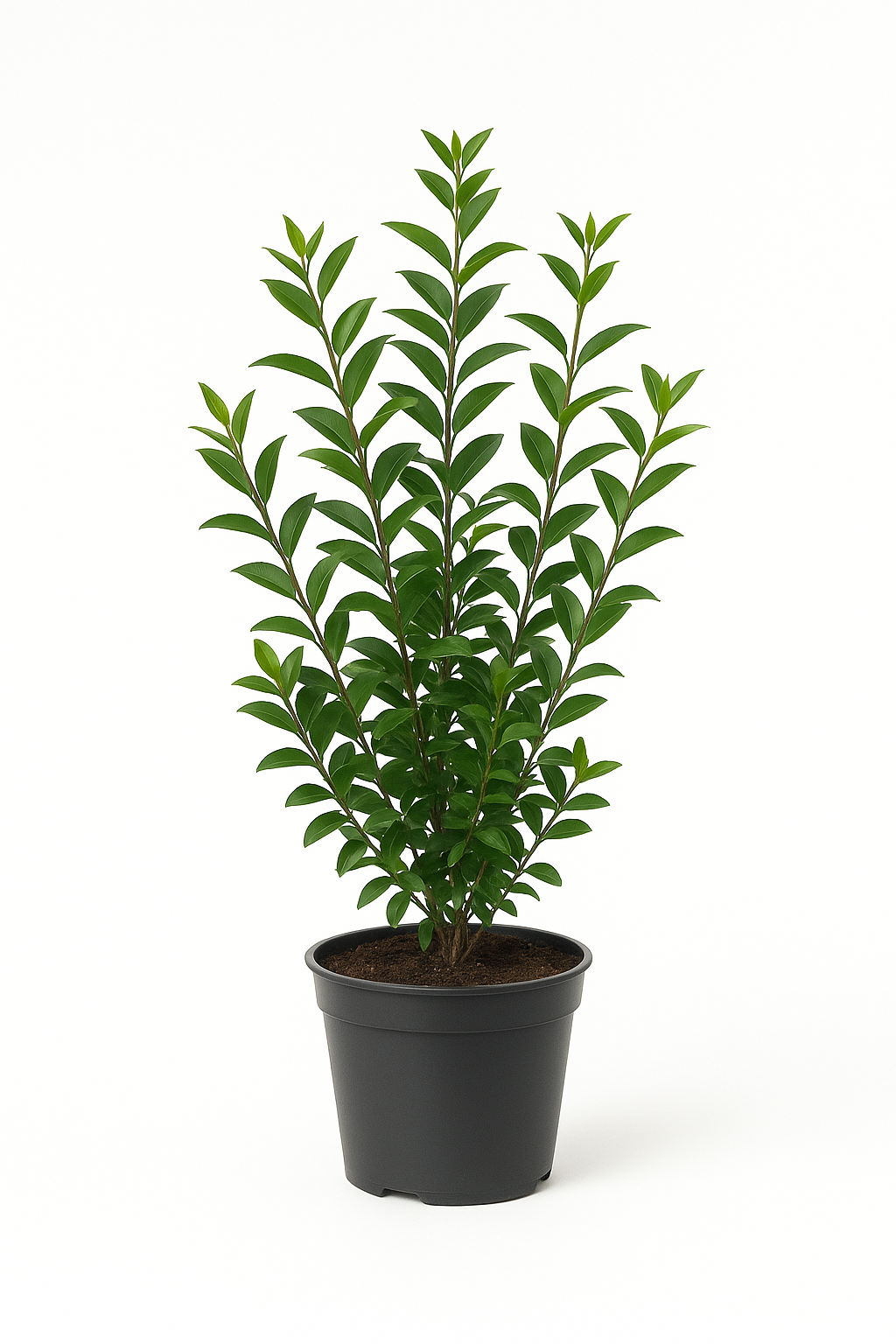 Liguster – Robuste Heckenpflanze – Winterhart & schnittverträglich – Blüte Mai bis Juni – Für Sonne bis Schatten – Pflegeleicht & dicht wachsend 