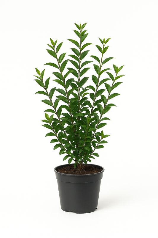 Liguster – Robuste Heckenpflanze – Winterhart & schnittverträglich – Blüte Mai bis Juni – Für Sonne bis Schatten – Pflegeleicht & dicht wachsend 