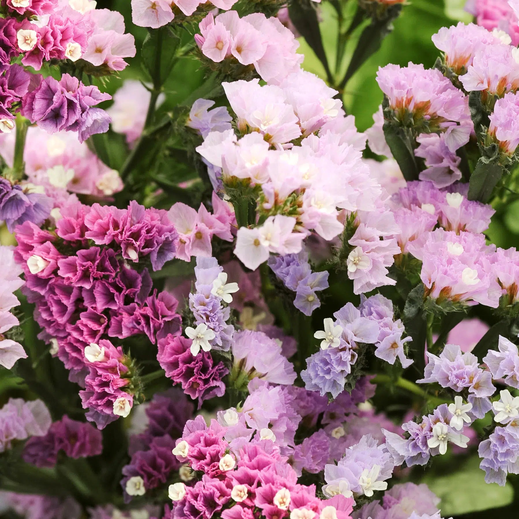 Limonium sinuatum QIS Pastel Samen – Strandflieder Pastellmix – 50 Korn – Profi Floristensorte – Schnitt- & Trockenblume – Langblühend – Garten & Beet – Wuchshöhe bis 80cm 