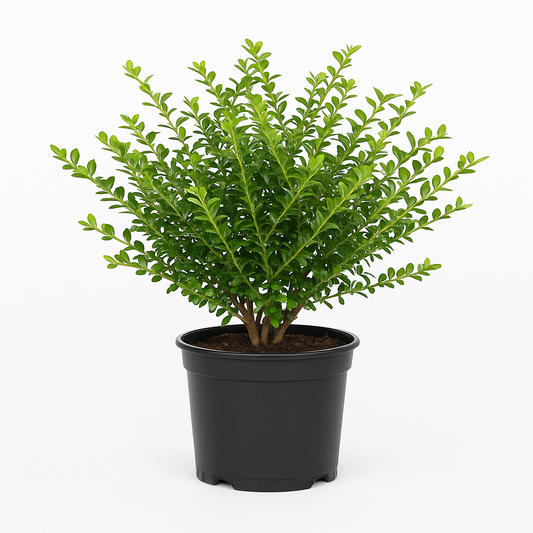 Heckenmyrte (Lonicera nitida ‘Maigrün’) – 12 Pflanzen – Immergrüner Bodendecker & Buchsbaumersatz – dichter Wuchs, schnittverträglich & winterhart – ideal für Beete, Hecken & Flächenbepflanzung 