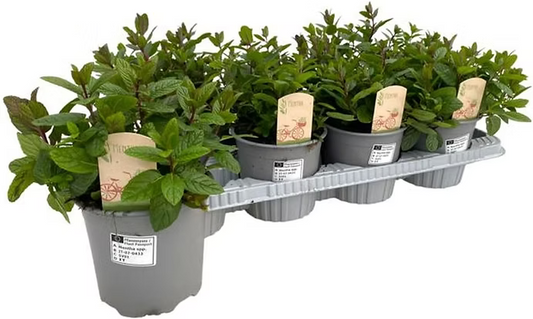 Marokkanische Tee-Minze Mentha spicata – Winterharte aromatische Minze für Tee Küche & Balkon – Starkwüchsig pflegeleicht – Frische Kräuterpflanze