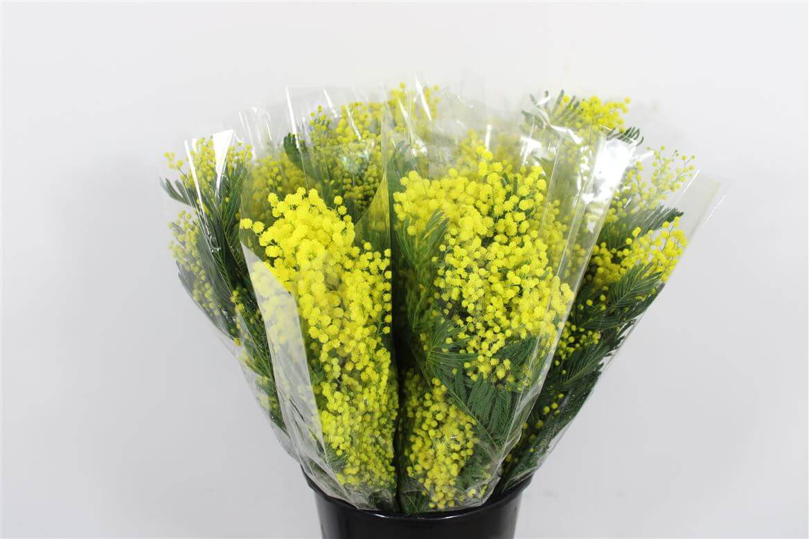 Mimosa Mirandol – Schnittmimose Acacia – 60cm Stiellänge – 15 Stiele Bundware für Floristik & Dekoration 