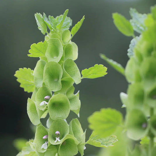 Moluccella laevis Samen – Muschelblume Apfelgrün – 100 Korn – Frische Glockenblüten – Cool Flower – Schnittblume für Garten & Beet – Floristikpflanze – Wuchshöhe bis 90cm 