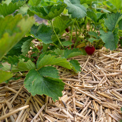 Strohmulch aus Gerstenstroh 8kg – Natürlicher Gartenmulch für Hochbeet Gemüse & Erdbeeren – Bodenabdeckung mit hoher Wasseraufnahme – Nachhaltig regional produziert