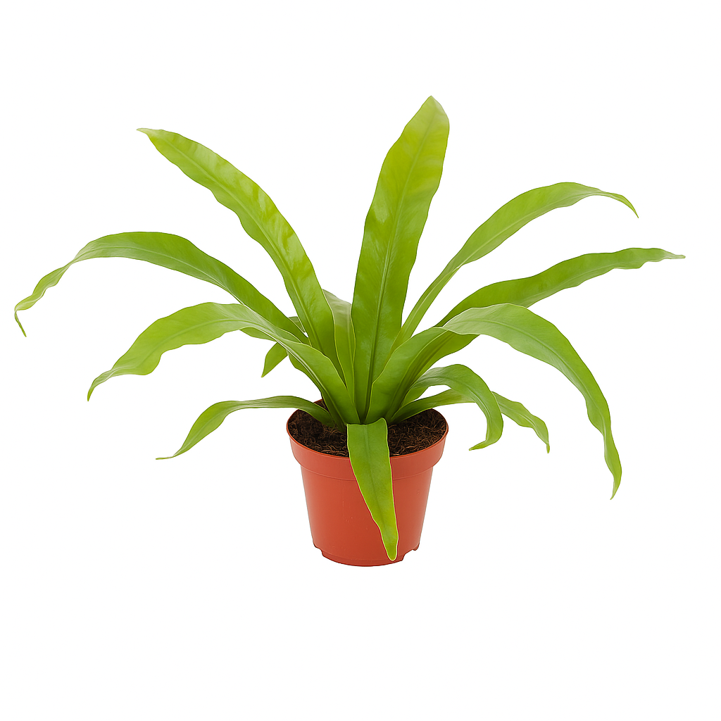 Nestfarn (Asplenium nidus) – dekorativer Streifenfarn mit glänzend grünen Blättern – pflegeleichte Zimmerpflanze für helle, schattige Standorte – luftreinigend & robust 
