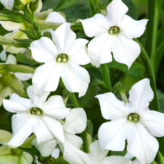 Nicotiana alata Grandiflora Samen – Ziertabak Weiß – 200 Korn – Großblütig & Duftend – Schnittblume für Garten & Beet – Langblühend – Pflegeleicht – Wuchshöhe bis 80cm 