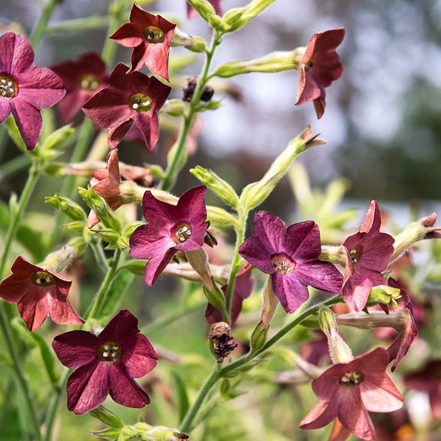Nicotiana langsdorffii Bronze Queen Samen – Ziertabak Aubergine – 30 Korn – Dunkle Blütenfarbe – Schnittblume für Garten & Beet – Pflegeleicht – Sommerblüher – Wuchshöhe bis 70cm 