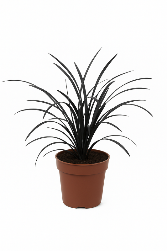 Ophiopogon planiscapus ‘Niger’ – Schwarzblättriger Schlangenbart – immergrüner Bodendecker mit dunklem Laub – winterhart & pflegeleicht – ideal für Schattenbereiche und Steingärten 