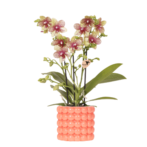 Orange Orchidee mit Übertopf Blühende Phalaenopsis Zimmerpflanze im orangefarbenen Dekotopf Ø9cm