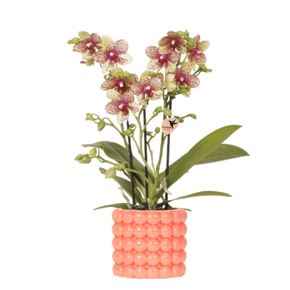 Orange Orchidee mit Übertopf Blühende Phalaenopsis Zimmerpflanze im orangefarbenen Dekotopf Ø9cm