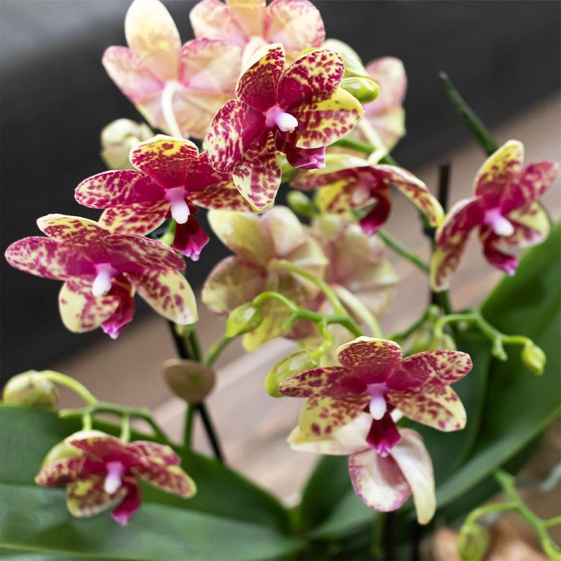 Orange Orchidee mit Übertopf Blühende Phalaenopsis Zimmerpflanze im orangefarbenen Dekotopf Ø9cm